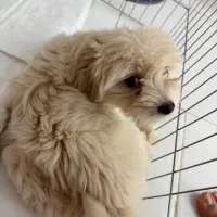 سگ شیتزو مالتیز|سگ|خرمآباد, |دیوار