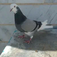 کبوتر.کفتر پرشی غریب گیری