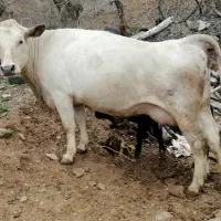 گاو شاروله با گوساله شاروله