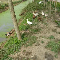 اردک مرواریدی