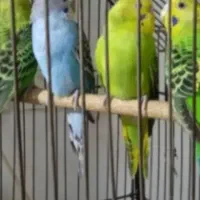 مرغ عشق سالم و قفس