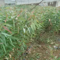 نهال اکالیپتوس چوب سفید