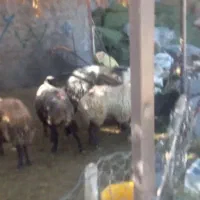 گوسفند چاق گوشتی|حیوانات مزرعه|الشتر, |دیوار