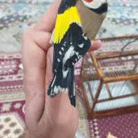 سهره وحش امسال|پرنده|اندیمشک, |دیوار