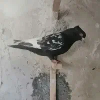 کفتر کبوتر بهبونی|پرنده|مرودشت, تخت جمشید|دیوار