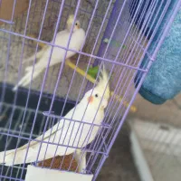 عروس هلندی  با جوجه و قفس و وسایل|پرنده|کازرون, |دیوار