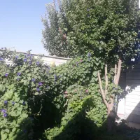 فروش خانه حیاط دار در روستای معموره