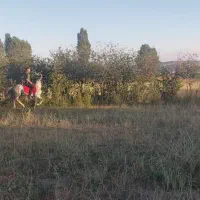 اسب نریان قدم
