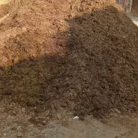 گاوشیری به همراه گوساله