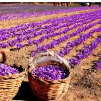 نیازمند گل جمع کن