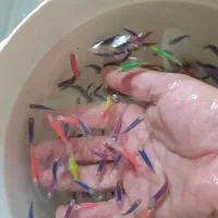 زبراهیبریدباله بلند.آنجل.کت ال۵۹.بلکمور باترفلای و