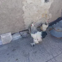 فروش تخم مرغ برهما