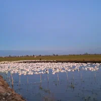 اردک ارگانیک