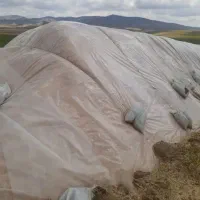 120تن کاه گندم درجه یک