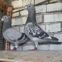 کبوتر۲جفت نروماده مسافتی اصل درجه یک