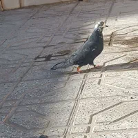 کبوتر|پرنده|سیرجان, |دیوار