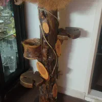 تنه درخت دکوری