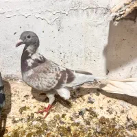 پروندنی|پرنده|بندر ماهشهر, |دیوار