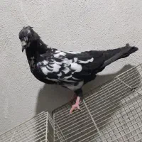کفتر|پرنده|مشهد, وحید|دیوار