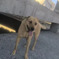 سگ سرابی|سگ|گلبهار, شهر جدید گلبهار|دیوار