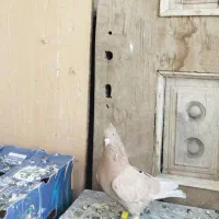 لیلک بزن خوب وکوهی بزن|پرنده|مرودشت, پشت سایپا‎|دیوار