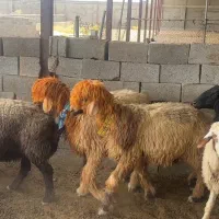 بره قوچ بختیاری درجه یک