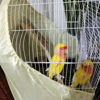 طوطی برزیلی جفت بالغ|پرنده|شهریار, شهرک وائین|دیوار