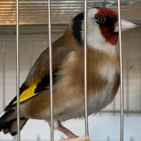 سهره نر مست