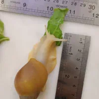 فروش حلزون تراپی (آلبینو)|خزنده|دماوند, گیلاوند|دیوار