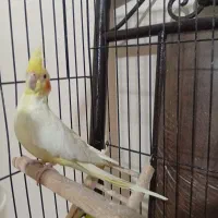عروس هلندی ماده