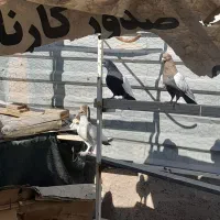 جفت سینه ای نژاد دار