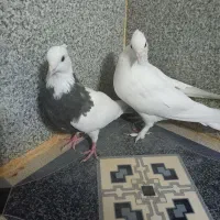 کبوتر طوقی دره شهر|پرنده|دره شهر, |دیوار