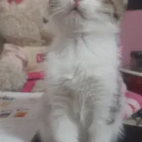 واگذاری گربه زیبا