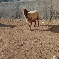 میش|حیوانات مزرعه|چناران, |دیوار