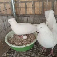 اراکی زیبا وکلکسیونی|پرنده|اهواز, زردشت|دیوار