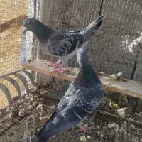 جفت گربه ای