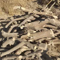قطع و خرید چوب مرکبات از باغدار باقیمت بالا نقدی