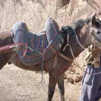 اسب نریان 3ساله کورد