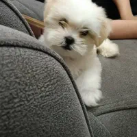 سگ شیتزو پودل عروسکی نر