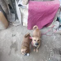 سگ پا کوتاه