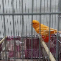 قناری نر خوشکل