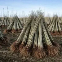 نهالستان صنوبر اصلاح شده گردو و بادام|خدمات باغبانی و درختکاری|کاشان, فاز ۱ ناجی آباد|دیوار