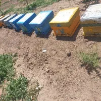 زنبور عسل
