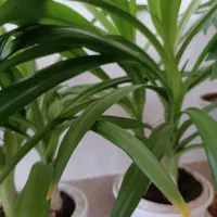 سوسن عنکبوتی سرحال و شاداب و فوق العاده شیک|گل و گیاه طبیعی|نیشابور, فضل|دیوار