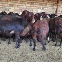 میش افشار ی|حیوانات مزرعه|رضویه, |دیوار