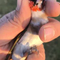 سهره چانه سفید