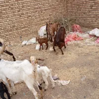 بزوبزغاله  درجه یک با بز نر|حیوانات مزرعه|باوله, |دیوار