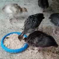 فروش جوجه بوقلمون 1 ماهه