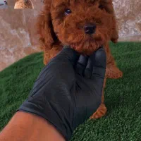 پودل توی اورجینال از مولدین وارداتی|سگ|رشت, بلوار گیلان|دیوار