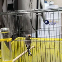 سهره سقا نر|پرنده|کرمان, |دیوار